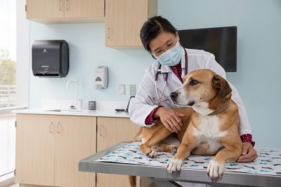 Dr. Joanne Tuohy and patient at the Animal Cancer Care and Research Center