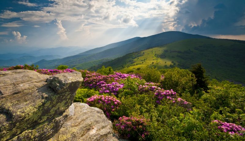 Appalachian Trail Roan Mountains Rhododendron Bloom on Blue Ridge Peaks