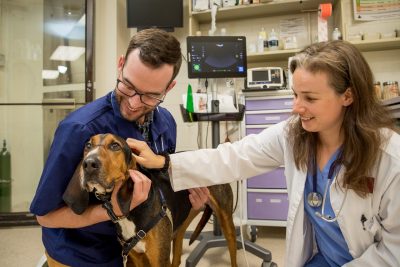 A resident and fourth year DVM student on clinics examine a dog in the veterinary teaching hospital.