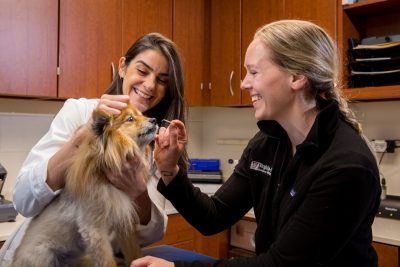Two veterinary professionals perform an ophthalmology exam.