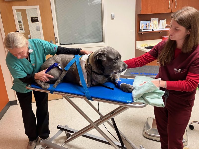 Dog on gurney being pushed by two women.