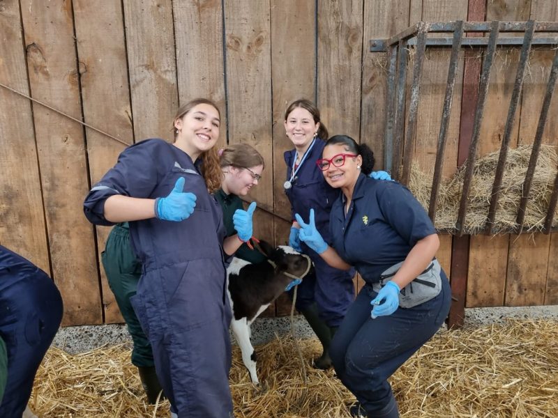 Ana Ryan with Chilean students and a calf.