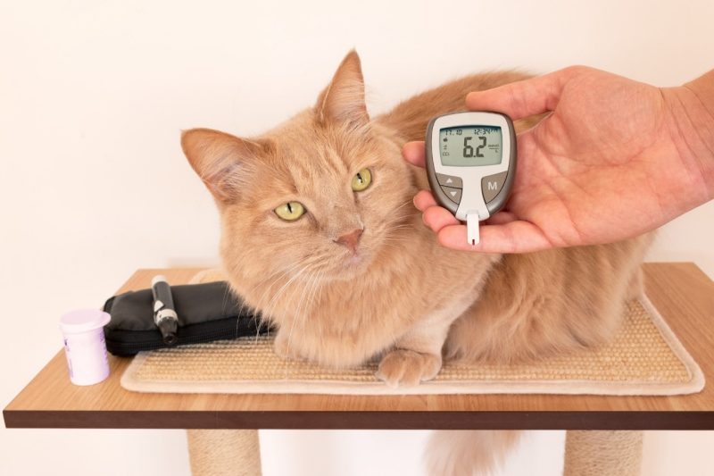Cat having its blood glucose levels checked.