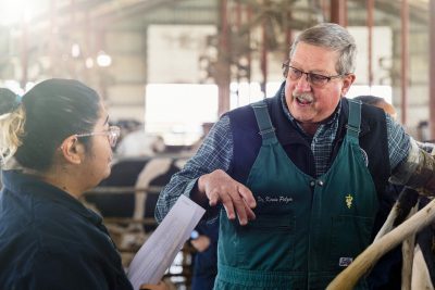 Kevin Pelzer, professor of production management medicine and epidemiology in the Department of Large Animal Clinical Sciences, helps veterinary student Carla Gutierrez work with cattle. 