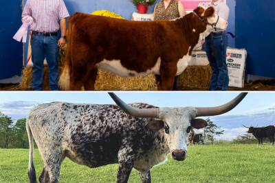 Abigale (at top) and Plumjelly (at bottom) in a collage of photos