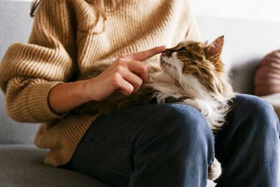 A person holding their pet cat in their lap, caring for and bonding with their pet. 