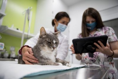 Joanne L. Tuohy and technician examining a cat a the Animal Cancer Care and Research Center in Roanoke, Virginia.