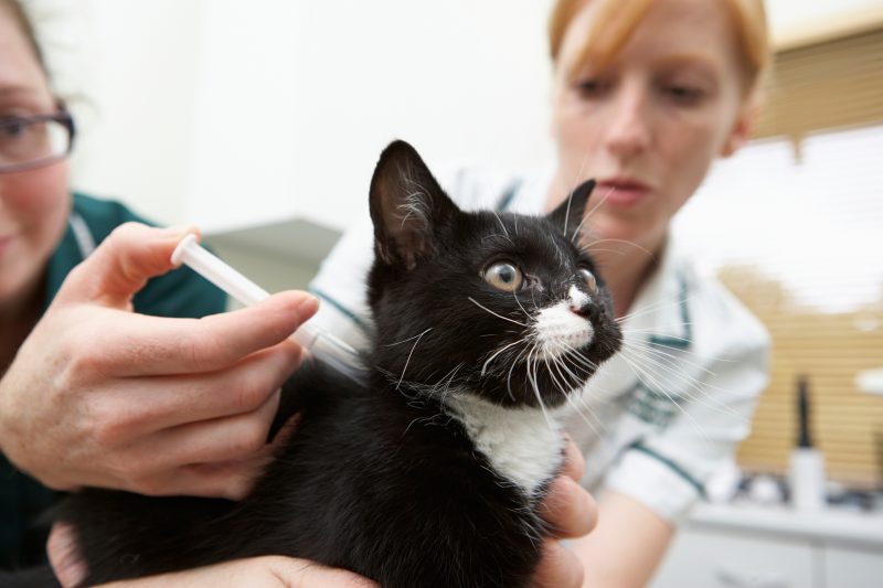 Veterinary Public Health